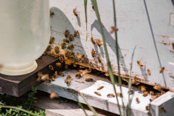 bees flying around a hive in Warren County